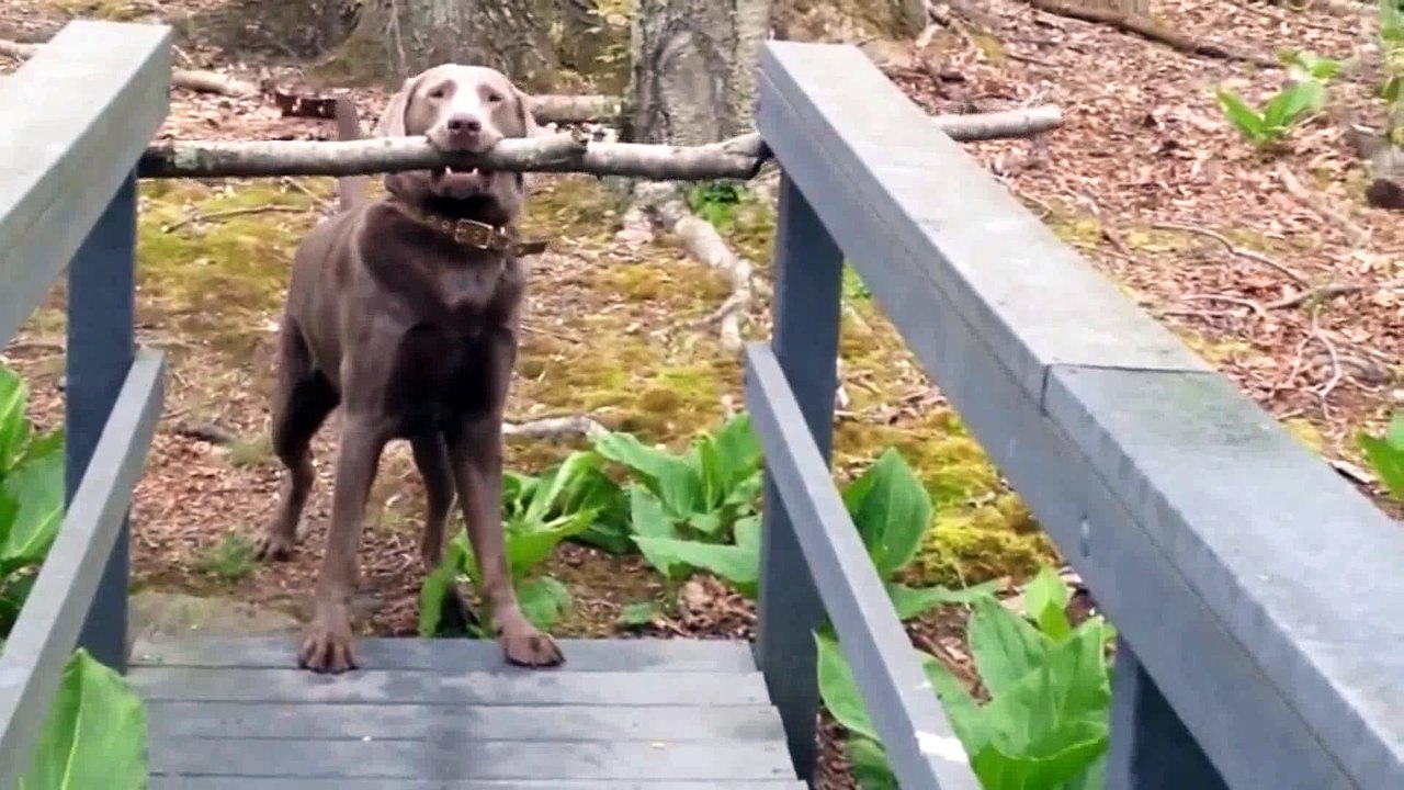Perro piensa como resolver su problema