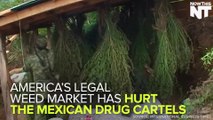 Mexican Drug Cartels Are Hurting Due To United States Legal Weed Sales