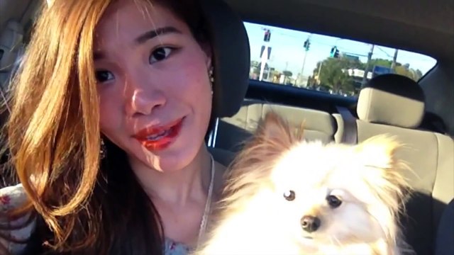 Our tiny white micro teacup pomeranian puppy