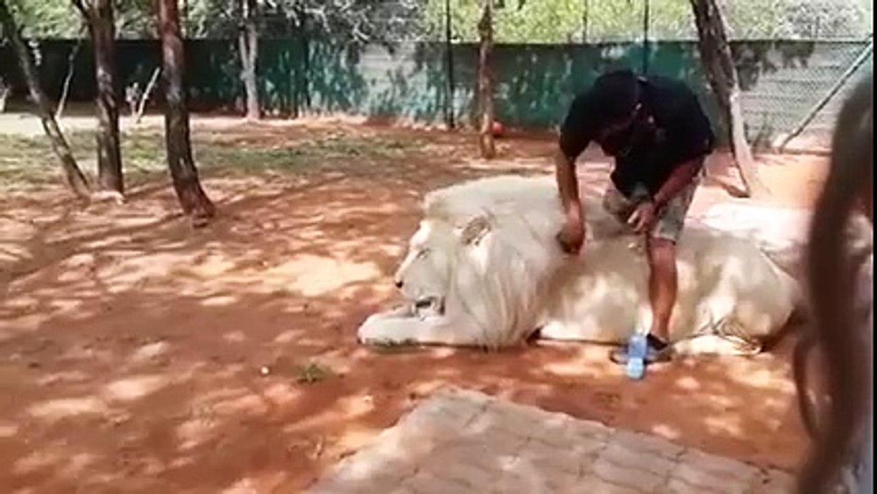Caring for White Lion