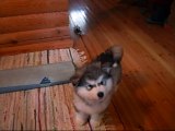 8 Weeks Old Malamute Puppy Iida