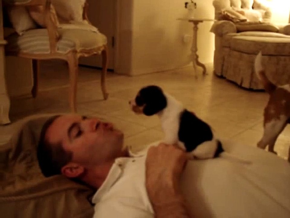 Beagle Puppy at 3 weeks  Cutest Thing Ever