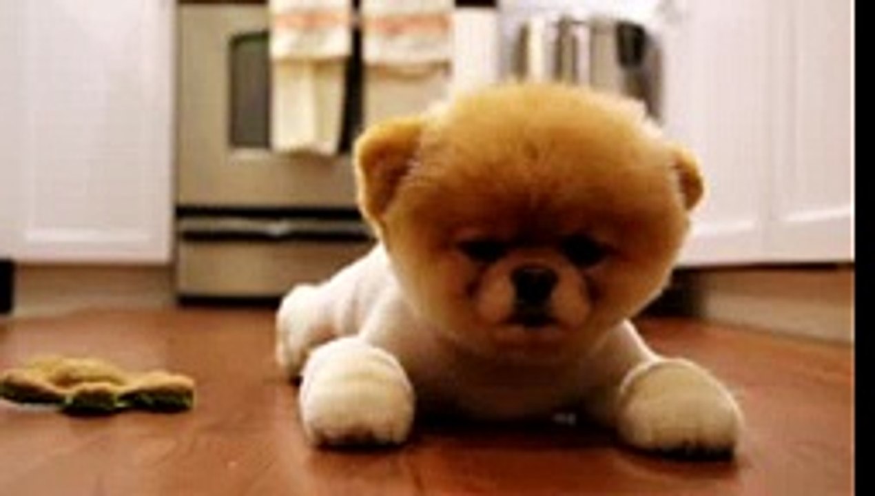 Boo the puppy falling asleep.