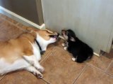 Corgi reacts to puppy butt (ORIGINAL)