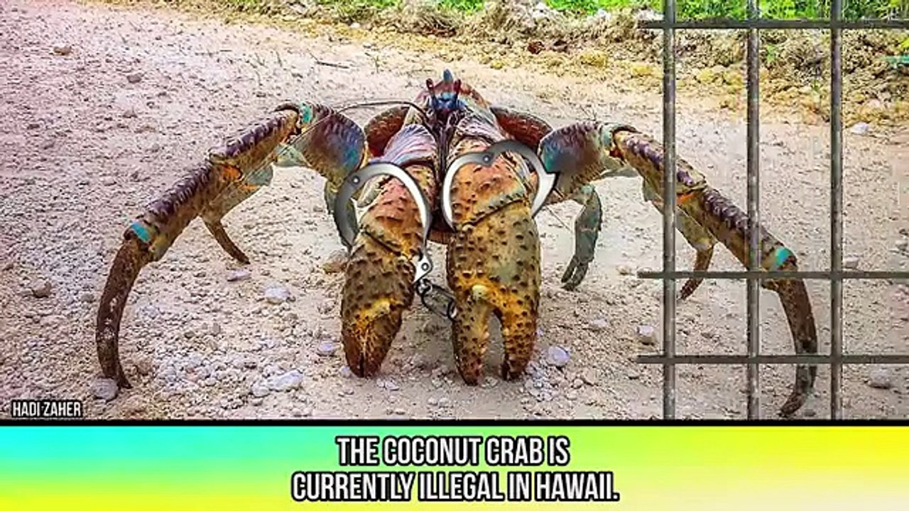 Large Animals You've Never Seen Before