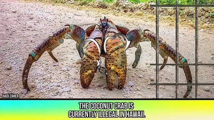 Large Animals You've Never Seen Before