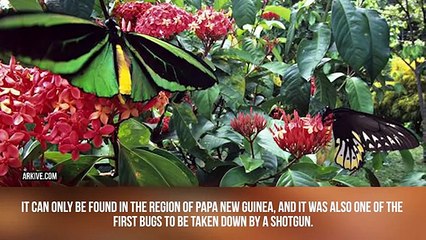 The Biggest Bugs Ever Found