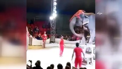 Sirkte gösteri yapan fil seyircilerin üzerine düştü