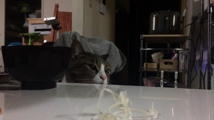 我慢猫