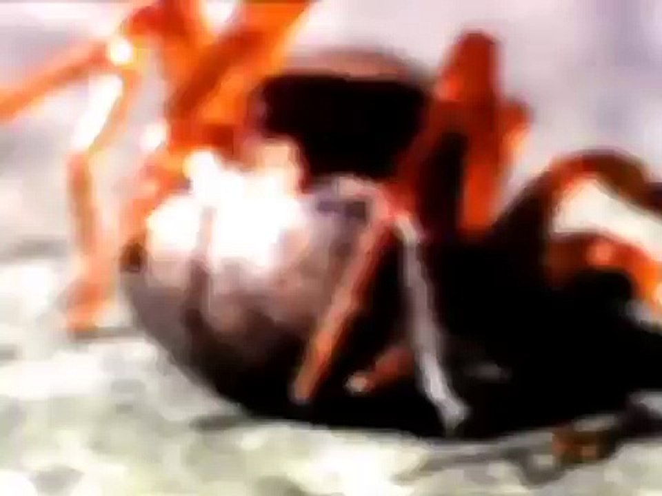 Secrets and Mysteries of Spiders Full Documentary Arachnid Lovers