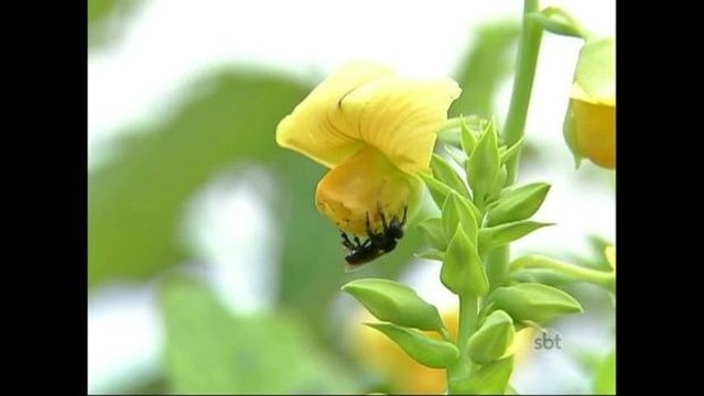 Planta crotalária pode ajudar a evitar a reprodução do Aedes