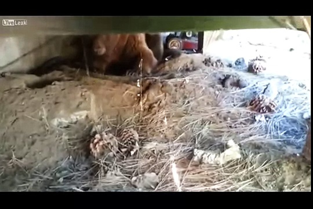 Как напугать медведя до усерачки