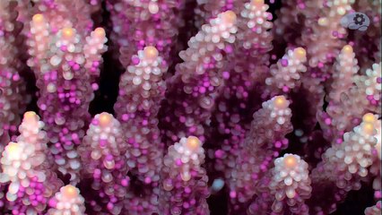 Зарождение жизни в океане