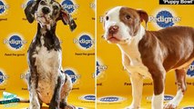 The 2016 Puppy Bowl Puppies