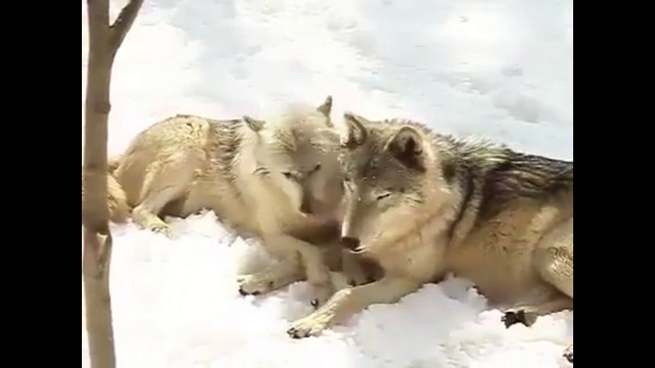 Chiens loup dans la neige