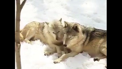 Chiens loup dans la neige
