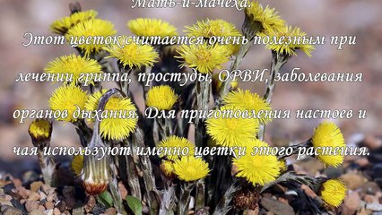 Какие травы собирают в мае