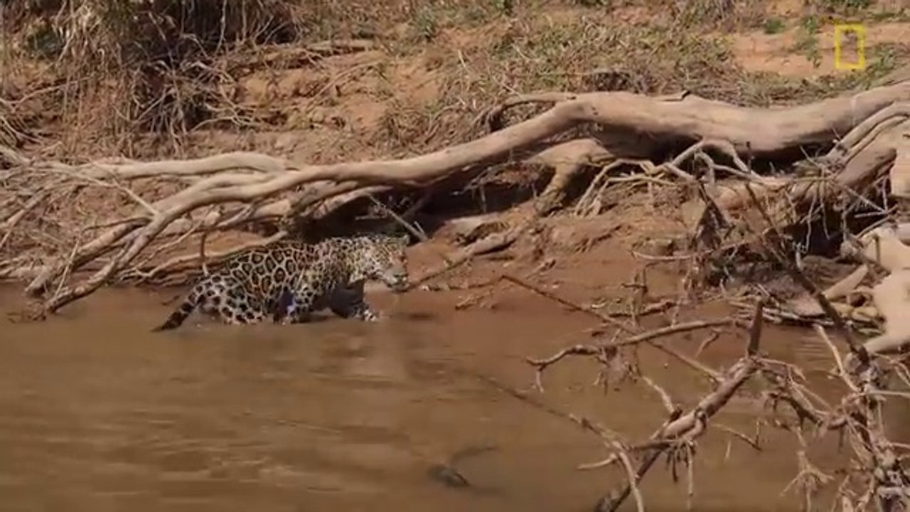 Pantanal Jaguar Attacks Crocodile (Black Caiman)