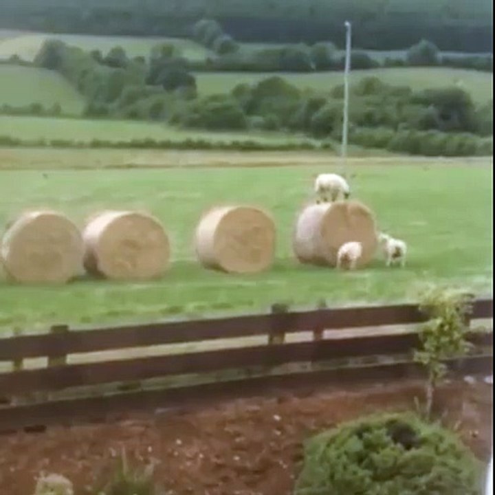 Fun sheep!