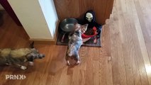 Owner Pranks Dog With Halloween Candy Bowl | Pet Pranks