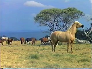 SILVER, A LENDA DO CAVALO PRATEADO (RUSSELL CROWE) DUBLADO MEGASOM