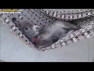 Keyfine Diyecek Olmayan Sıpa