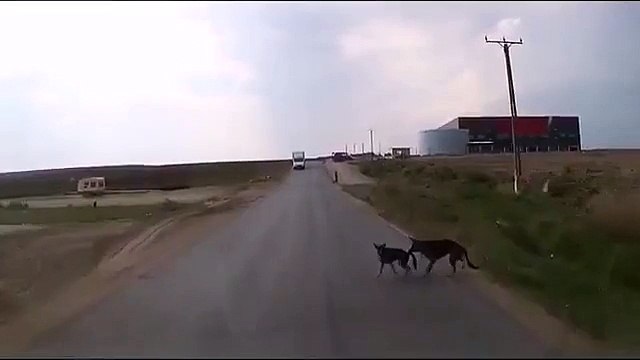 Друг спас друга! ОБЯЗАТЕЛЬНО ПОСМОТРИТЕ