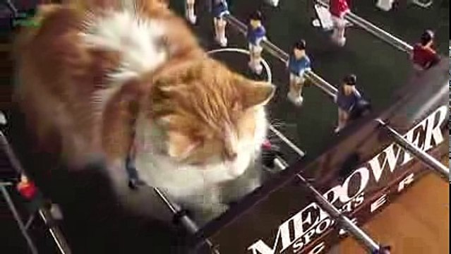 Funny Cats Sleeping in Weird Positions Compilation