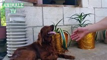 Popular Irish Setter & Dog videos