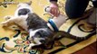 Funny Cats Enjoying Massage Compilation