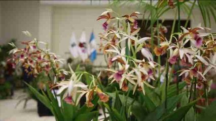Las orquídeas, termómetro de la biodiversidad en Guatemala