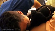 Dog Protects His Pregnant Owner - Best Compilation