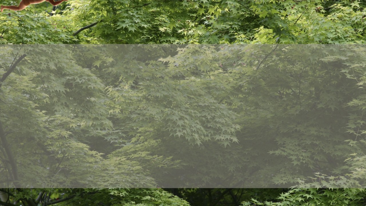 Tree Top Inn Dynamic Moodboard