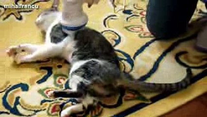 Funny Cats Enjoying Massage 2016