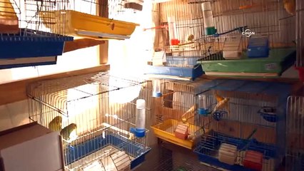 Kuş sevgisi savaş tanımadı (Tematik)