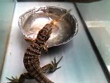 Gold Tegu Eating Fuzzy Mouse