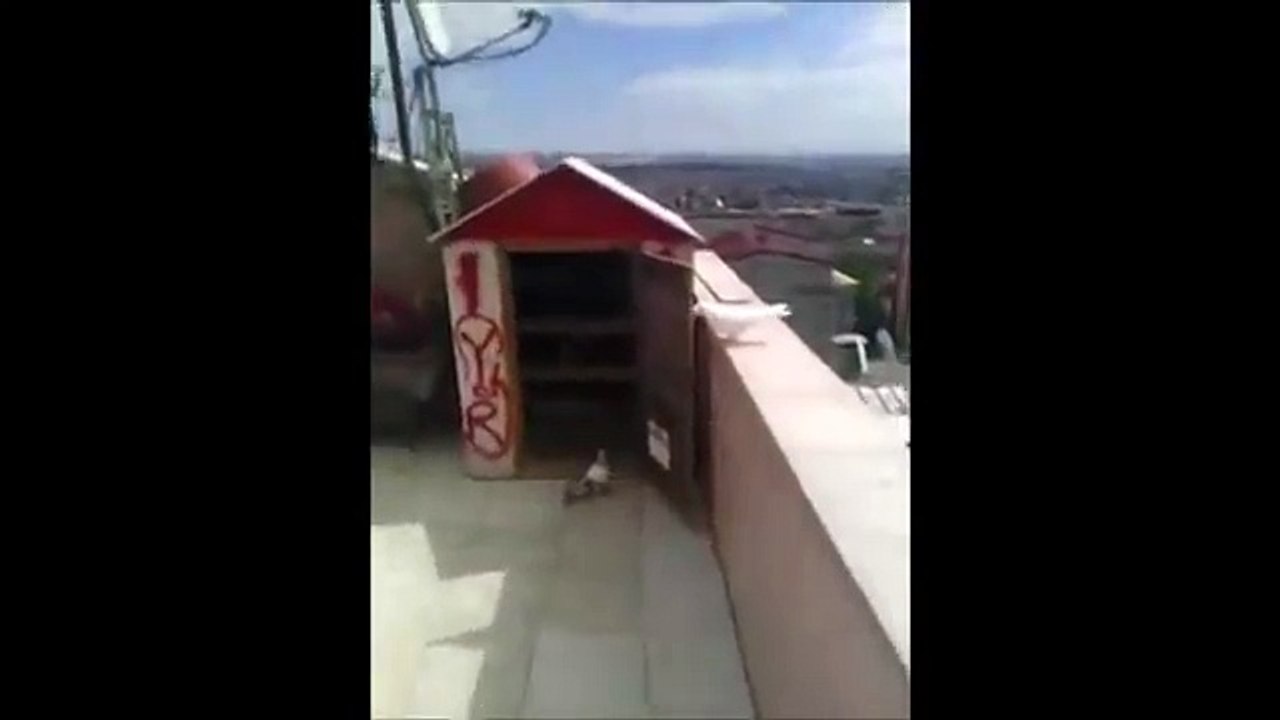 Yeni Yetişen Taklacı Beyaz Güvercin 2