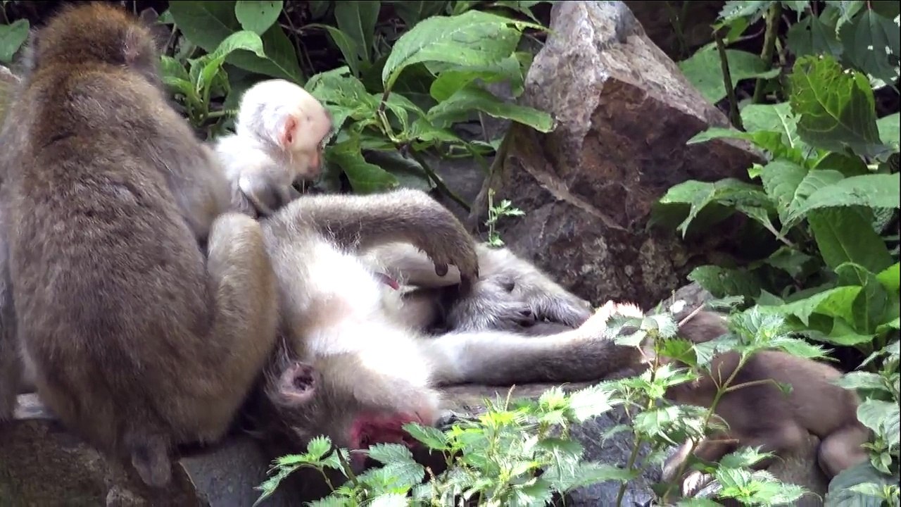 【SNOW MONKEY】 White Hair Baby 4　地獄谷野猿公苑