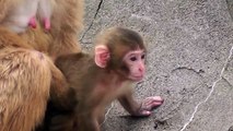 Baby Monkey 20days old. ニホンザルの赤ちゃん2014（生後20日目）⑪（釧路動物園）