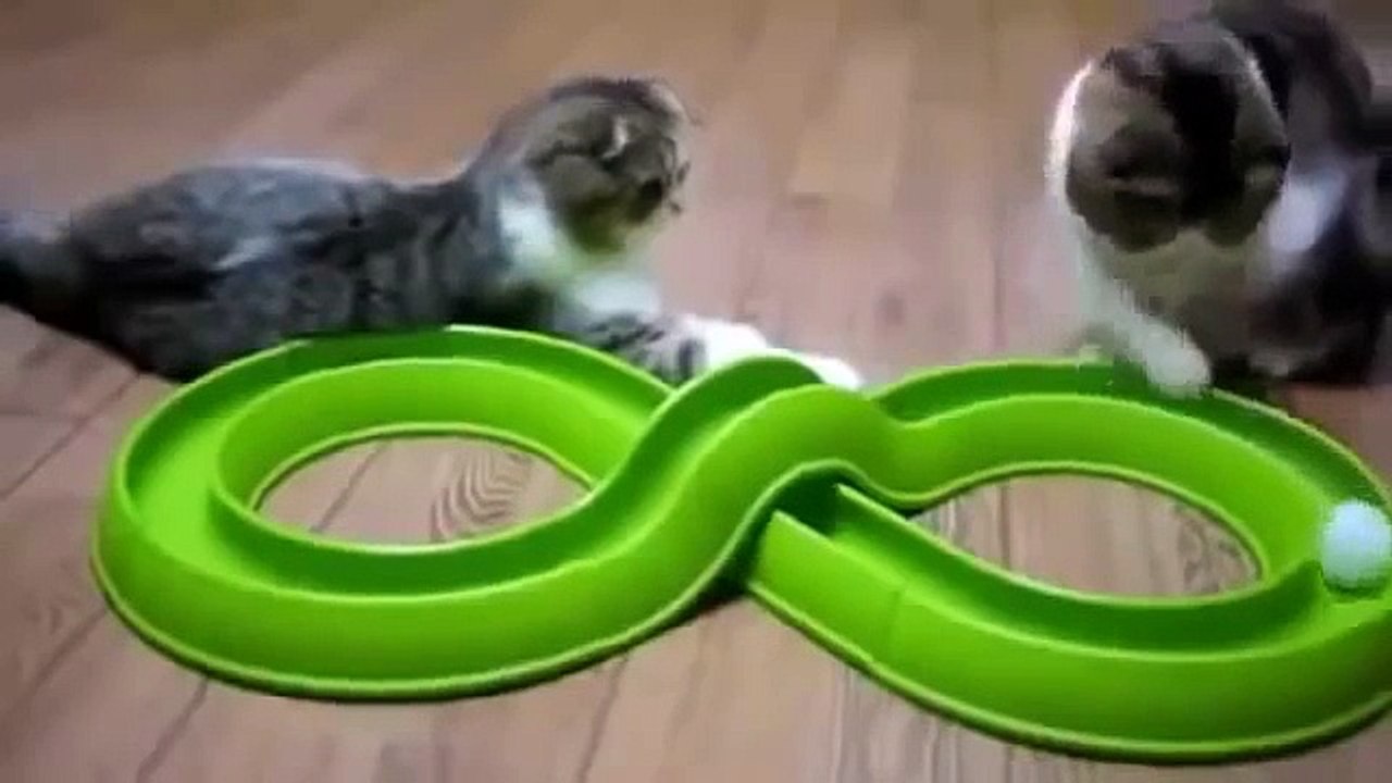 gatos