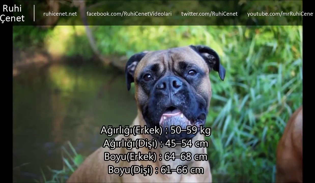 Dünyanın En Güçlü 10 Köpeği