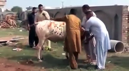 VID-20151002-WA0008 funny vidieo