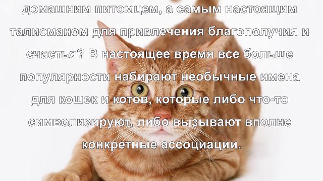 Как назвать кота, чтобы он приносил счастье в дом