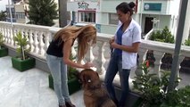 Komiser yardımcısının vurduğu köpek tedavi edildi