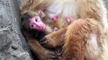 Baby Monkey five days old. ニホンザルの赤ちゃん2014（生後5日目、釧路動物園）～②