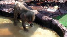 Baby monkey a few months old on 7/20/2015 at Kushiro zoo No.2