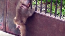 Baby monkey a few months old.　生後１～２ヶ月のニホンザルの赤ちゃん（釧路動物園2015）③