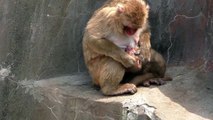 Baby monkey 1day old on 7/20/2015 at Kushiro zoo No.3