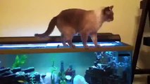 Gato Se Cae En El Acuario ★ humor gatos - video divertido gatos | Cat falls on the Aquarius