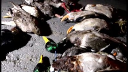 Kaçak Avcılara Göz Açtırılmadı